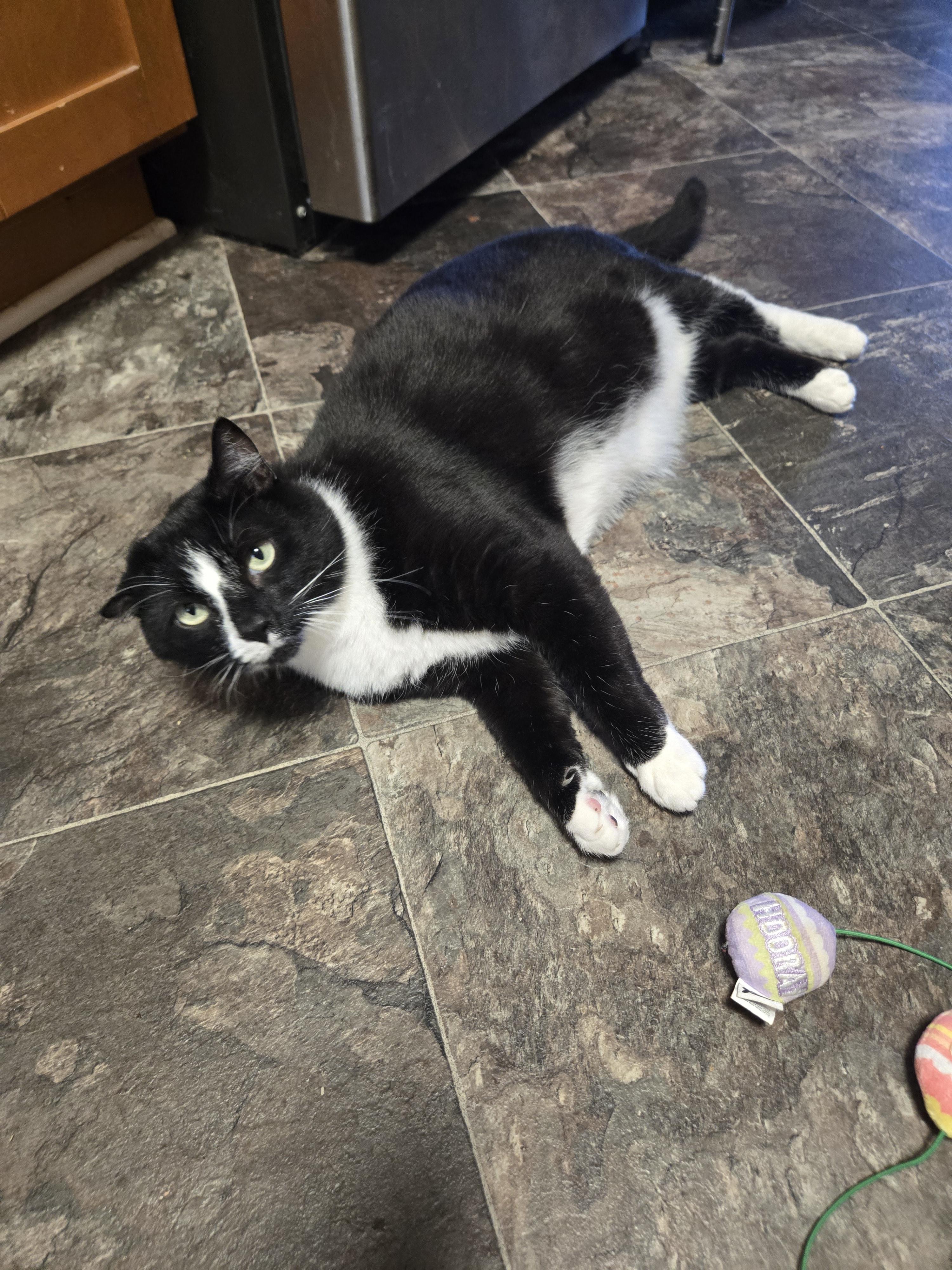 Domino, ADOPTABLE, Adult Male American Shorthair.