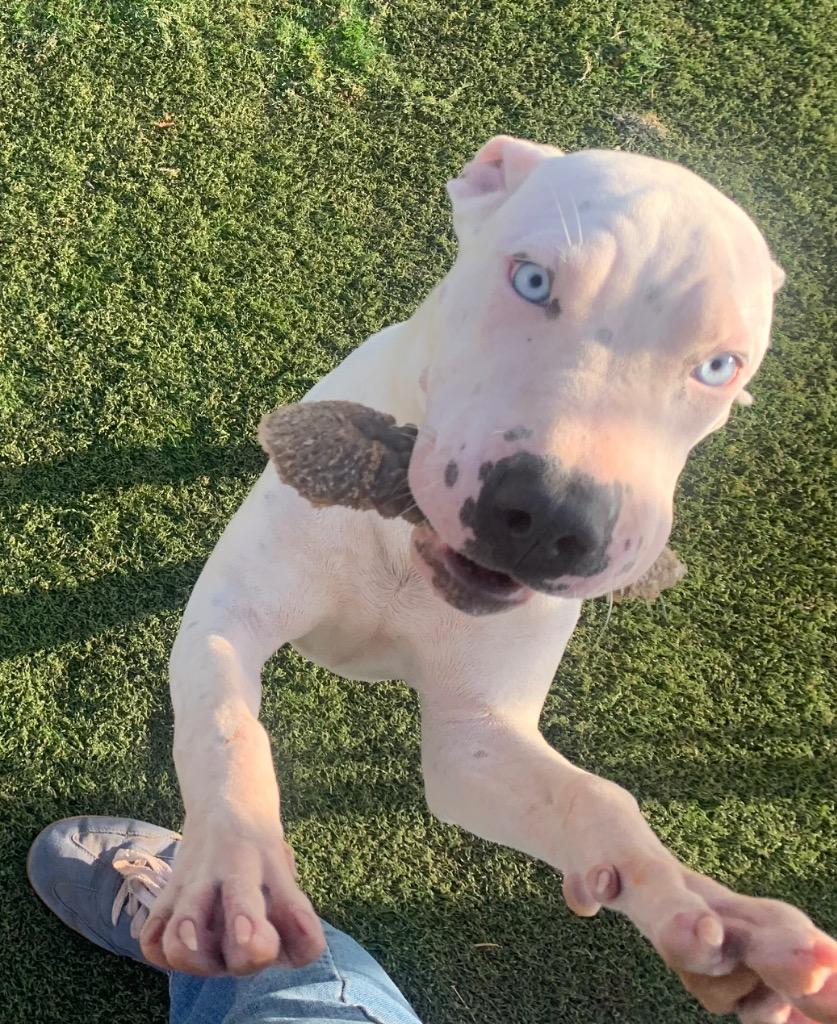 Lacy, Adoptable, Puppy Female Bull Terrier & Mixed Breed.
