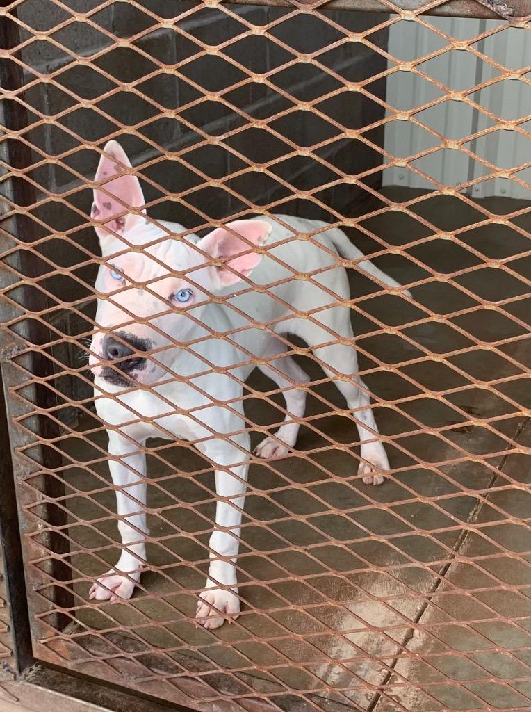 Enlarge Lacy, a Adoptable mixed breed in Tucumcari, NM image 2/2