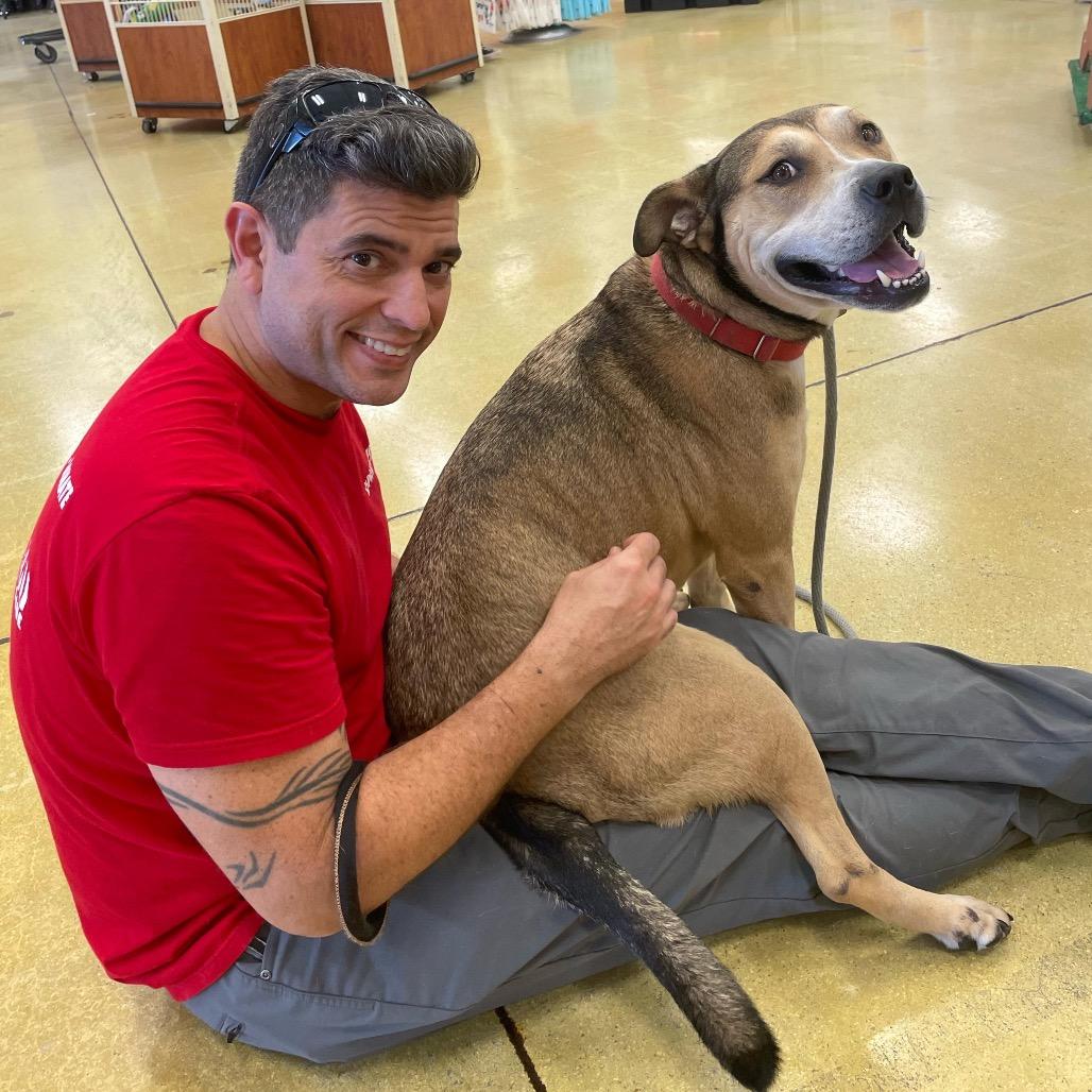 Fernando, Adoptable, Adult Male Shepherd & Terrier.