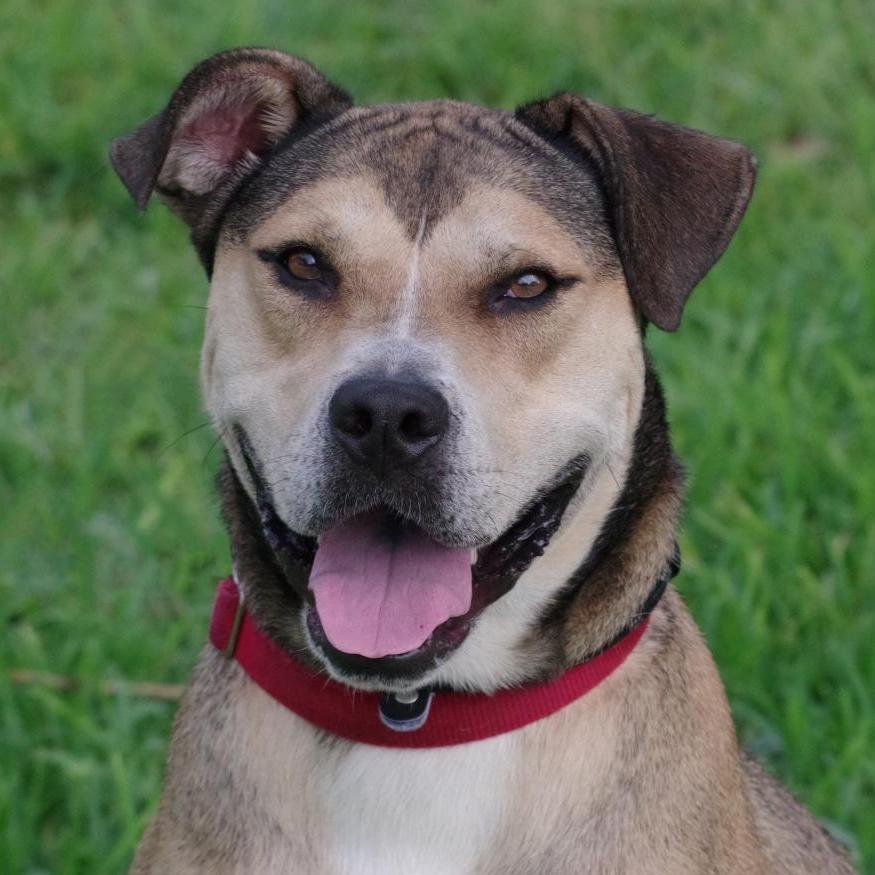 Enlarge Fernando, a Adoptable mixed breed in Miami, FL image 2/6