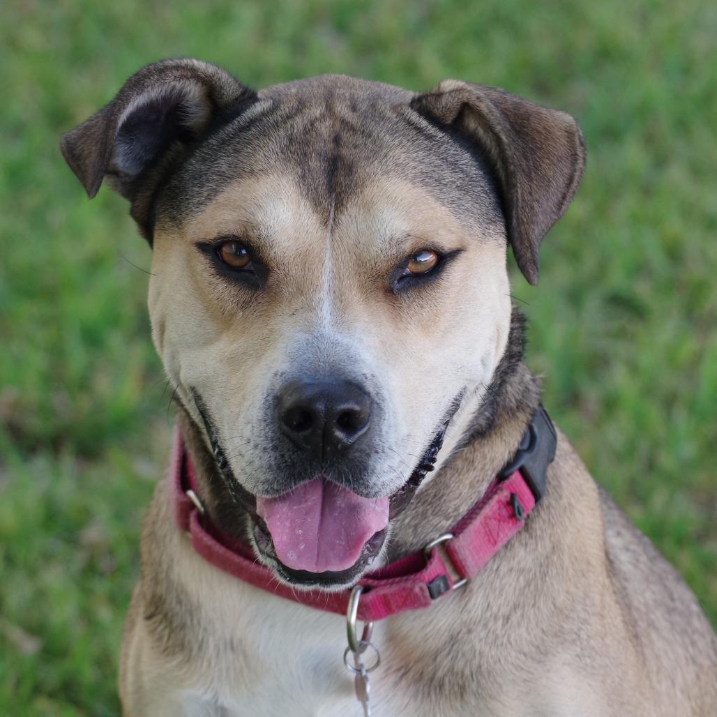 Enlarge Fernando, a Adoptable mixed breed in Miami, FL image 3/6