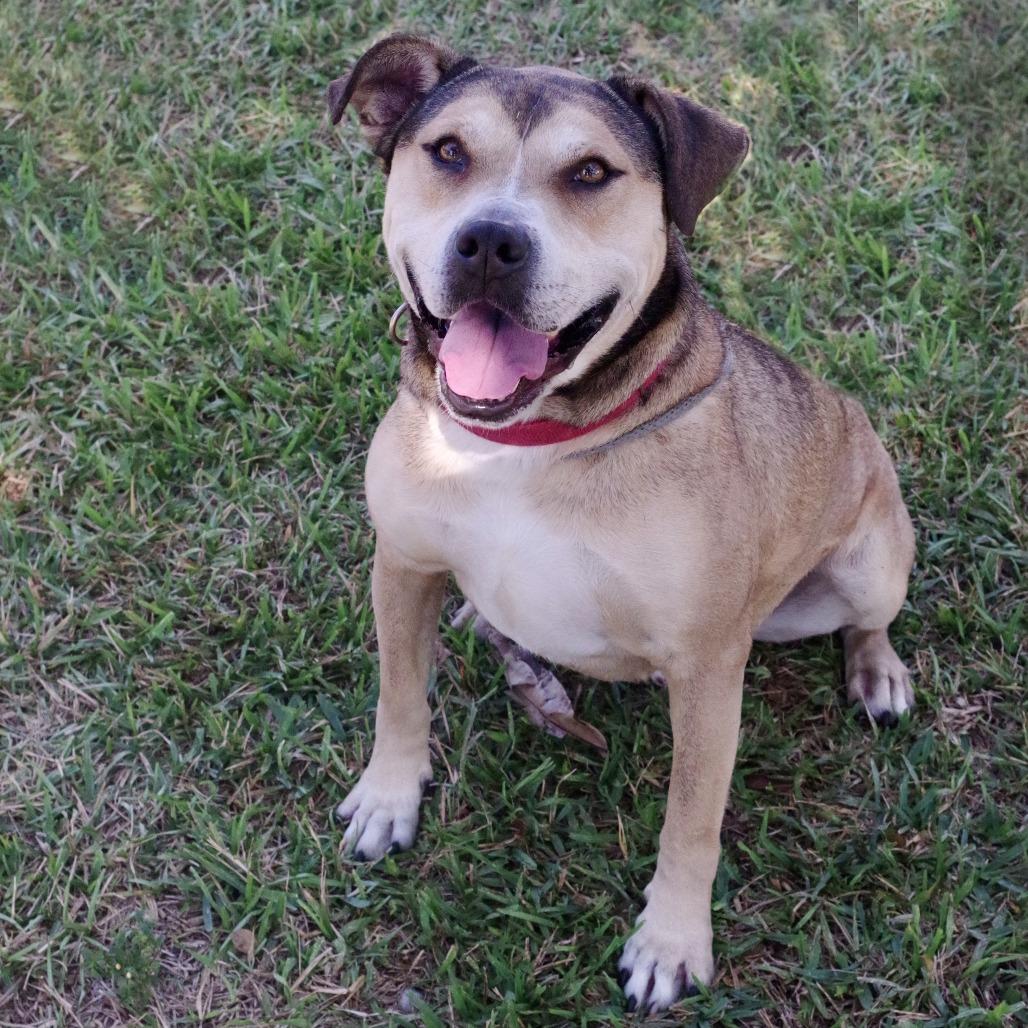 Enlarge Fernando, a Adoptable mixed breed in Miami, FL image 2/6