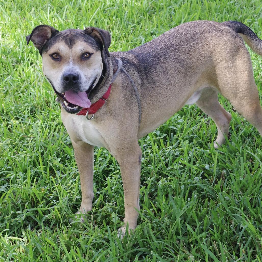 Fernando, a Adoptable mixed breed in Miami, FL image 2/6