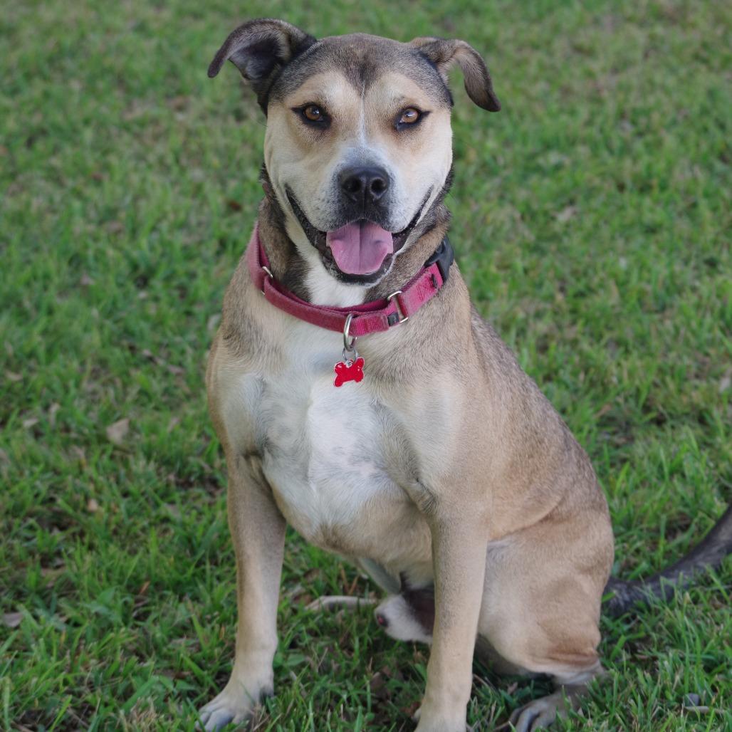 Enlarge Fernando, a Adoptable mixed breed in Miami, FL image 4/6