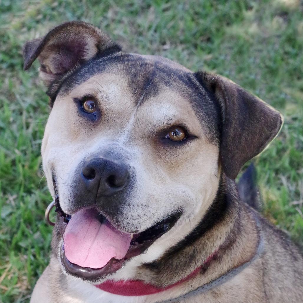 Enlarge Fernando, a Adoptable mixed breed in Miami, FL image 5/6