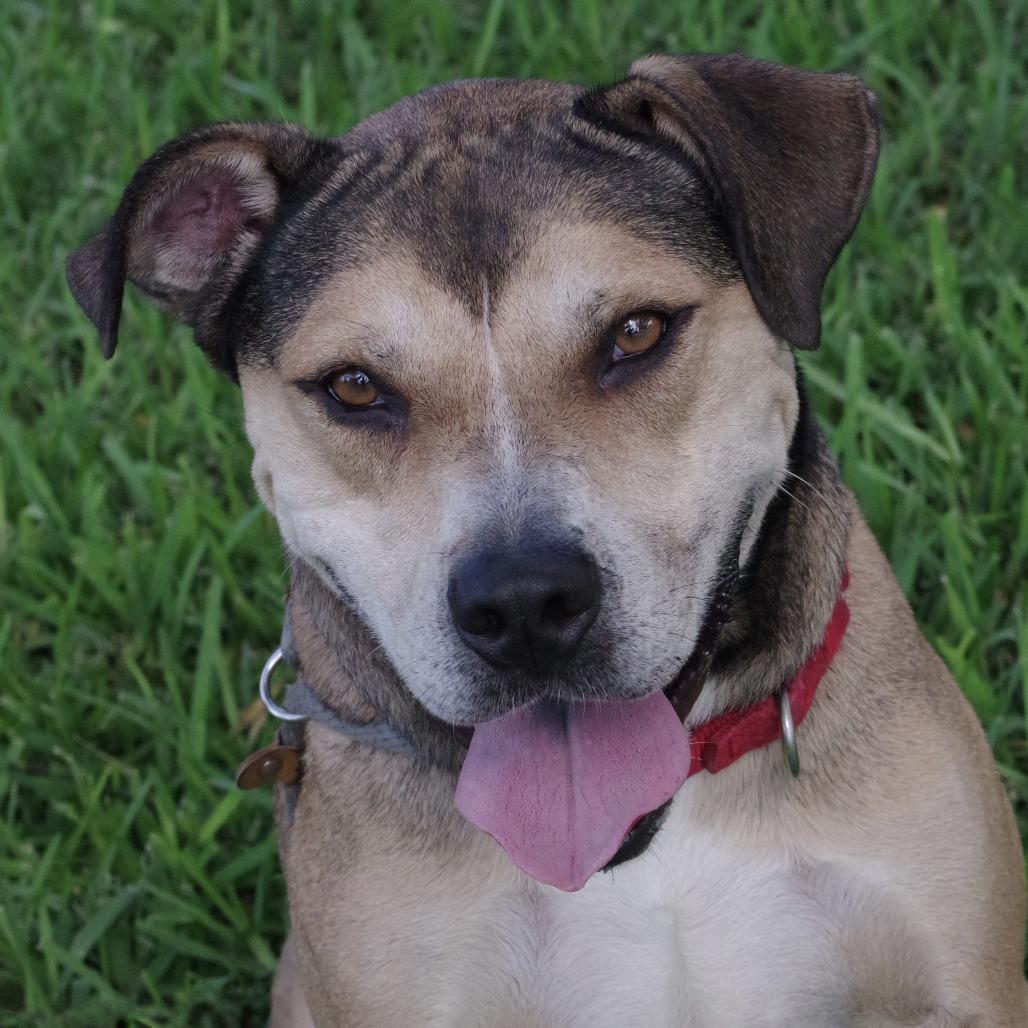 Enlarge Fernando, a Adoptable mixed breed in Miami, FL image 5/6