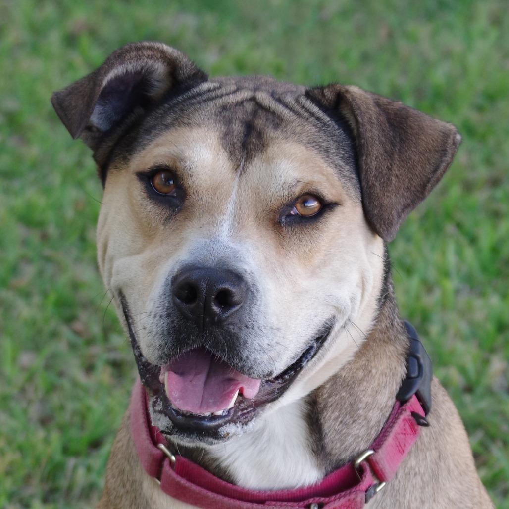 Enlarge Fernando, a Adoptable mixed breed in Miami, FL image 5/6