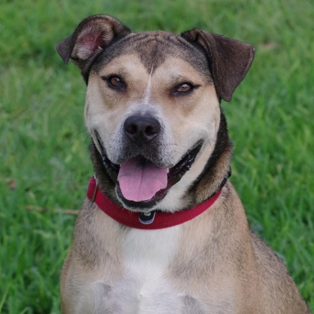 Fernando, a Adoptable mixed breed in Miami, FL image 4/6