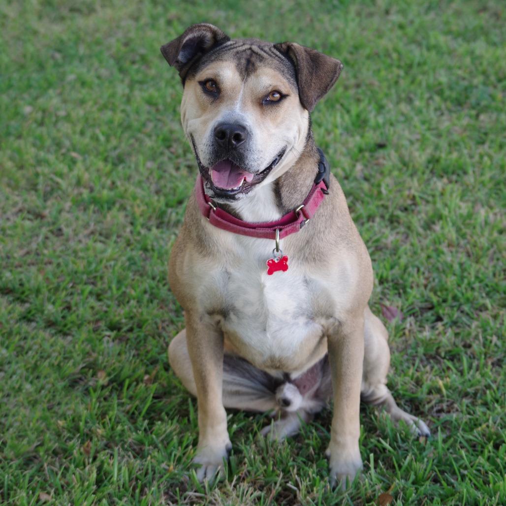 Enlarge Fernando, a Adoptable mixed breed in Miami, FL image 6/6