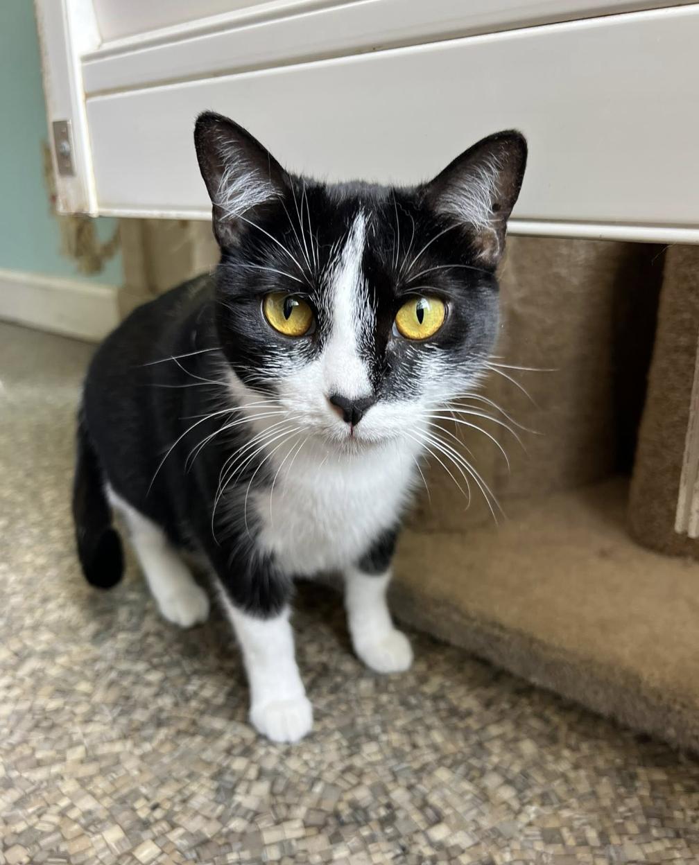 Hilda, a ADOPTABLE Domestic Short Hair in Memphis, TN image 2/2