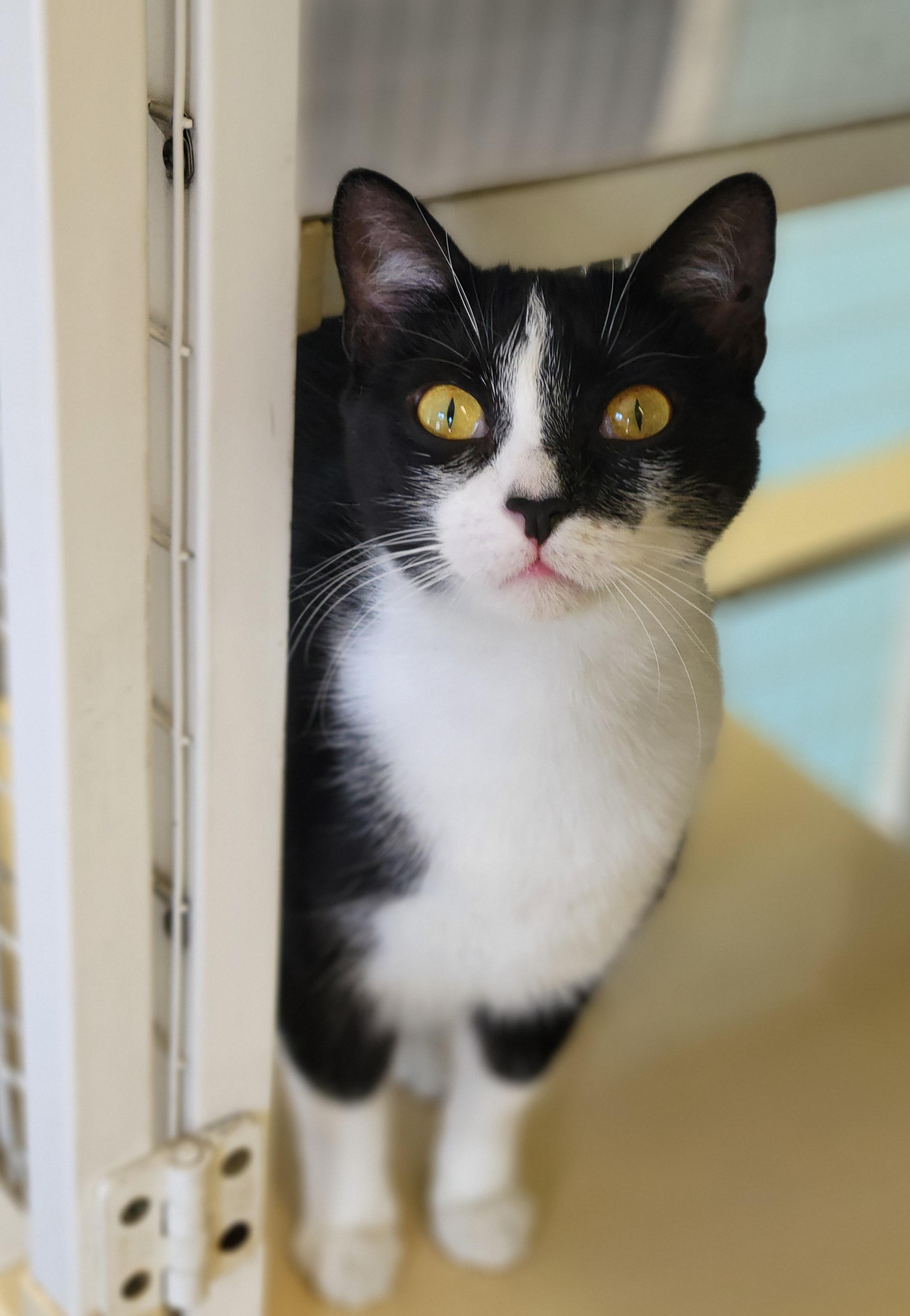 Enlarge Hilda, a ADOPTABLE Domestic Short Hair in Memphis, TN image 1/2