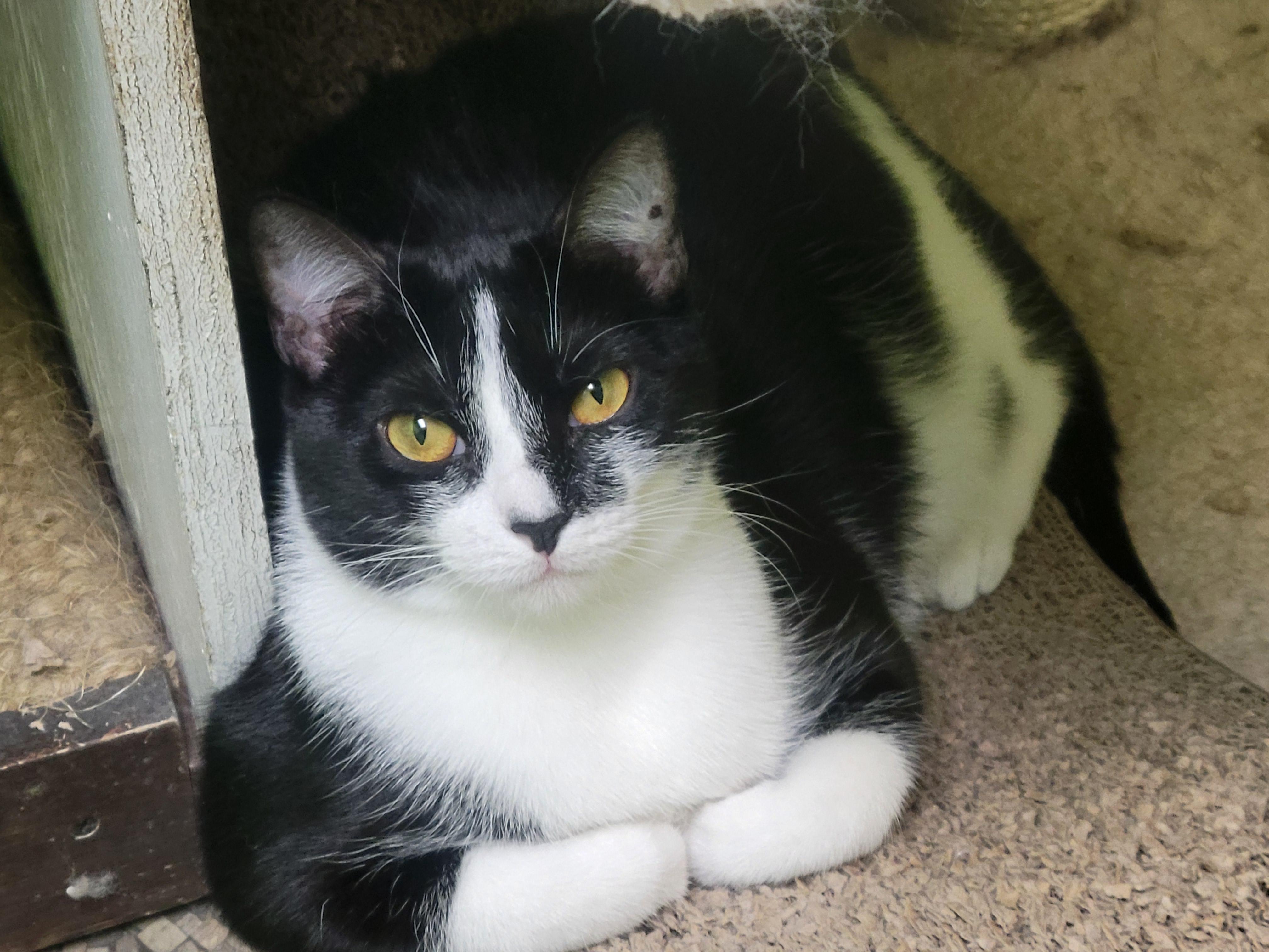 Enlarge Hilda, a ADOPTABLE Domestic Short Hair in Memphis, TN image 2/2