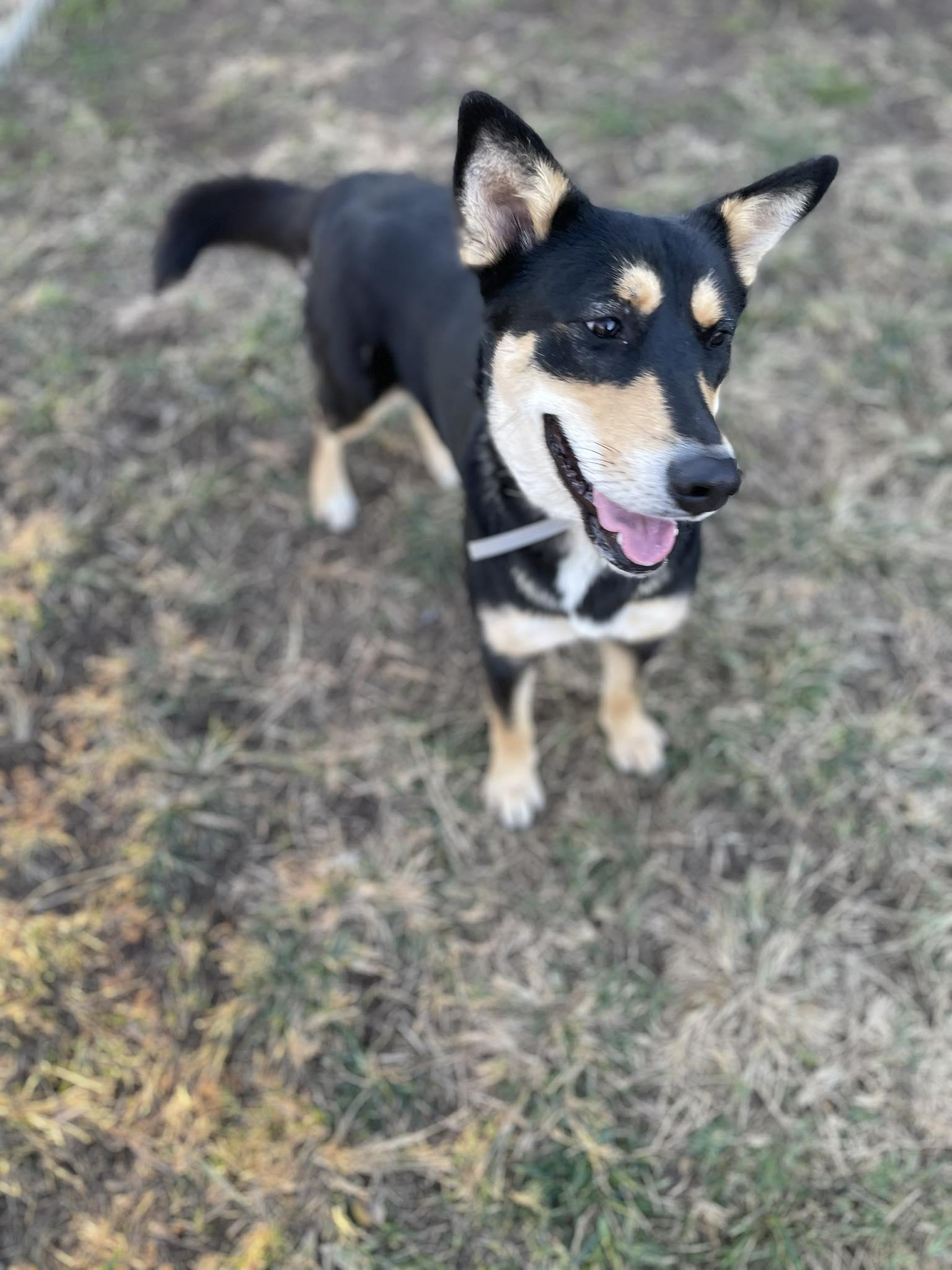 Enlarge Carmela - 1 1/2 YO Female Carolina Dog/Kelpie mix - dog friendly, spayed, friendly, a ADOPTABLE mixed breed in Austin, TX image 1/6