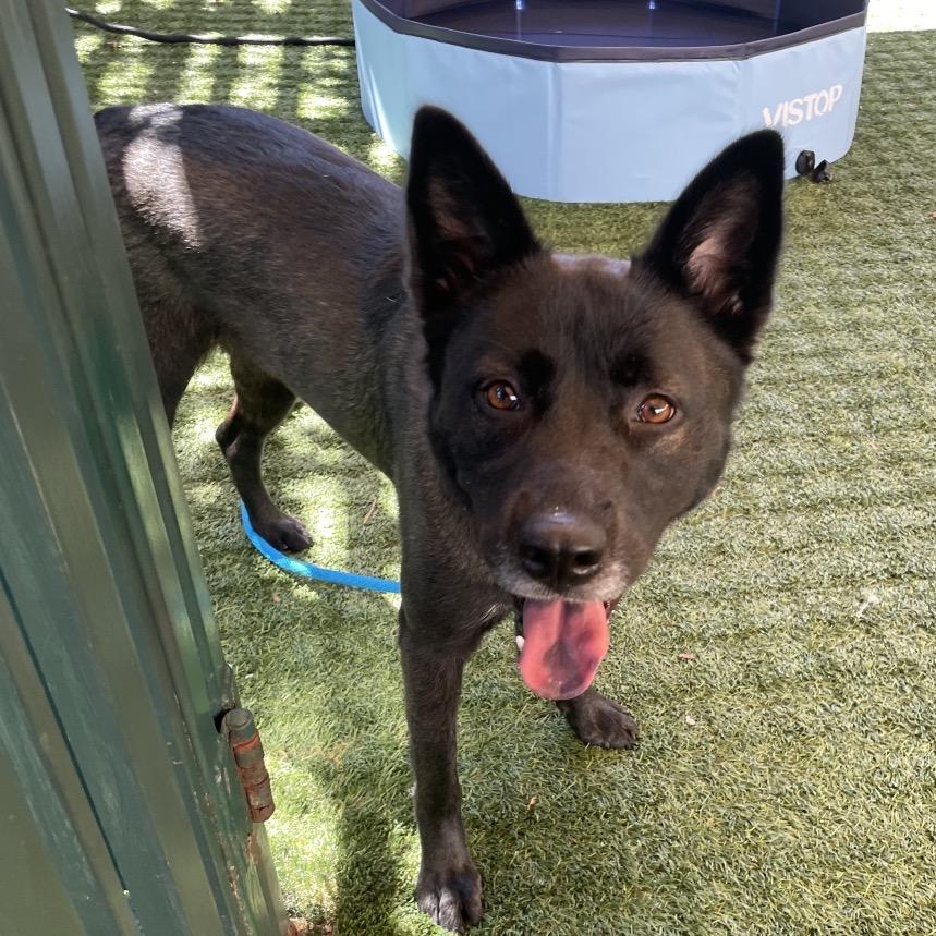Miss Honey, ADOPTABLE, Adult • Female, German Shepherd Dog & Chow Chow.
