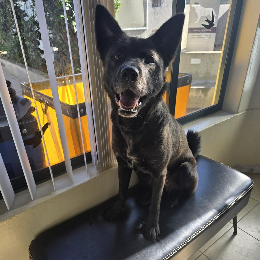 Enlarge Miss Honey, a Adoptable mixed breed in Los Angeles, CA image 2/3