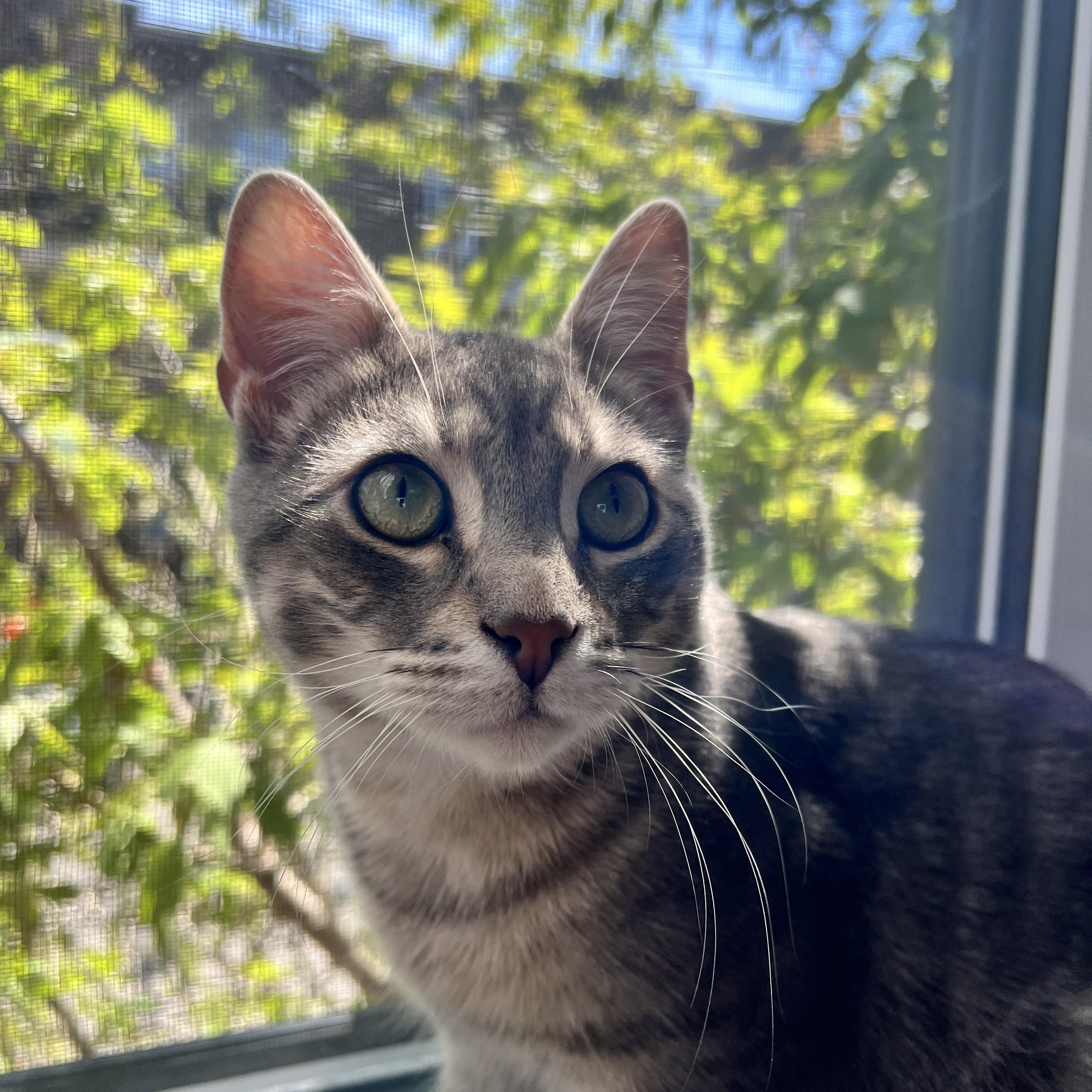 Enlarge Mimo, a Adoptable Tabby in Verdun, QC image 1/1