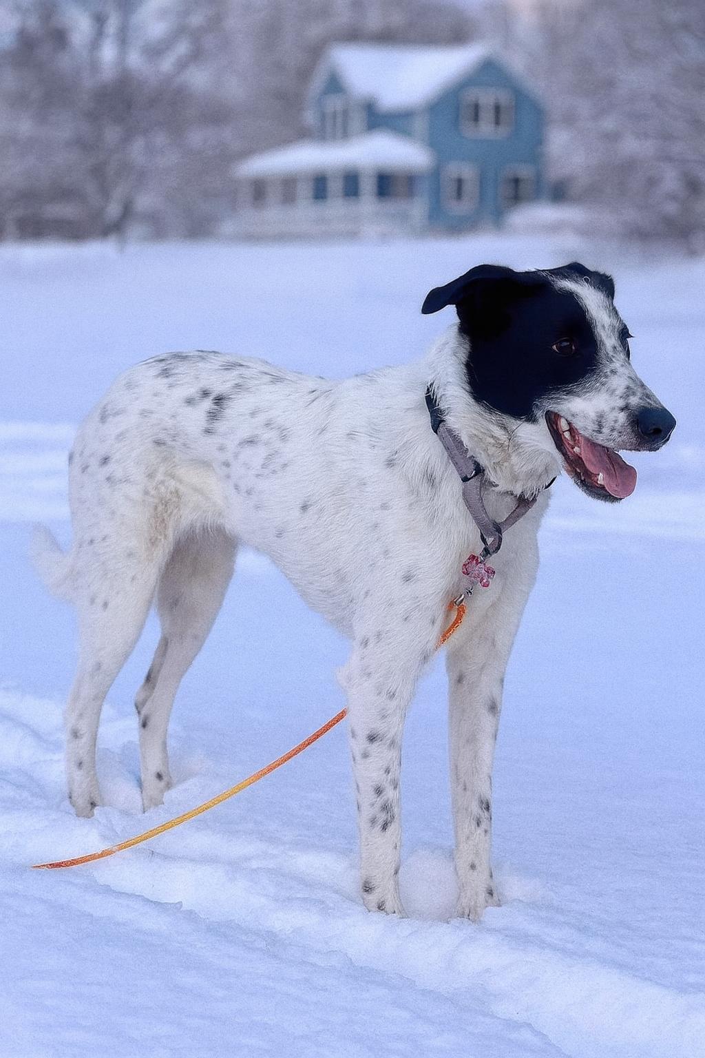 Paul - $250 Adoption Fee, a Adoptable mixed breed in Rochester, MN image 2/6
