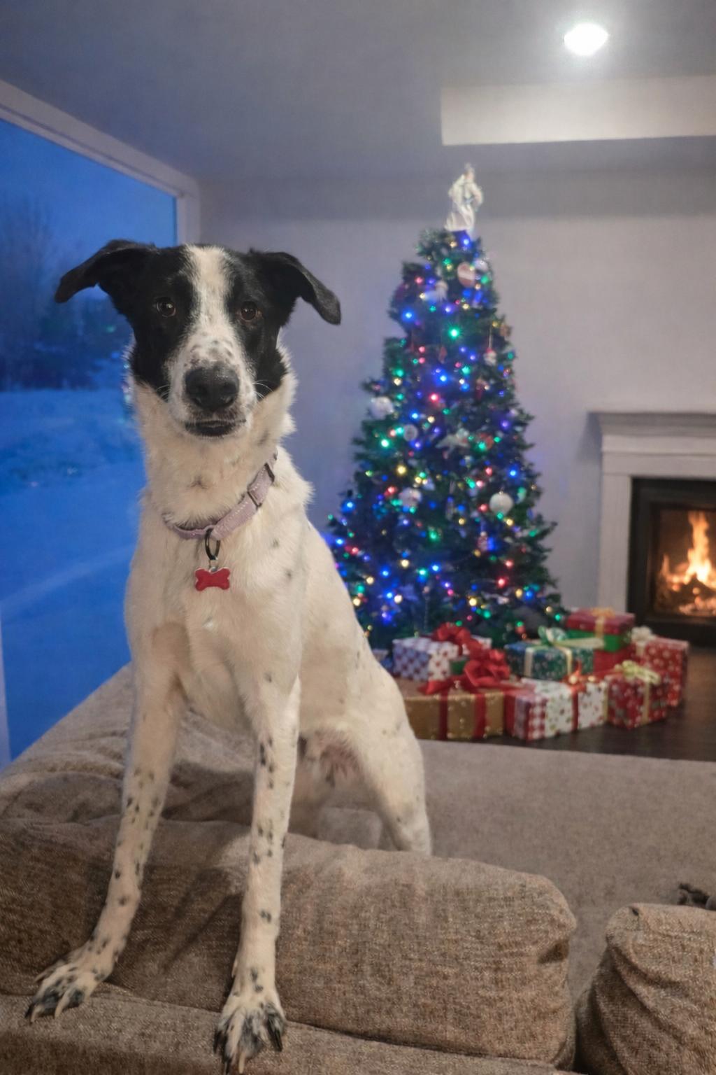 Paul - $250 Adoption Fee, Adoptable, Young Male Border Collie.