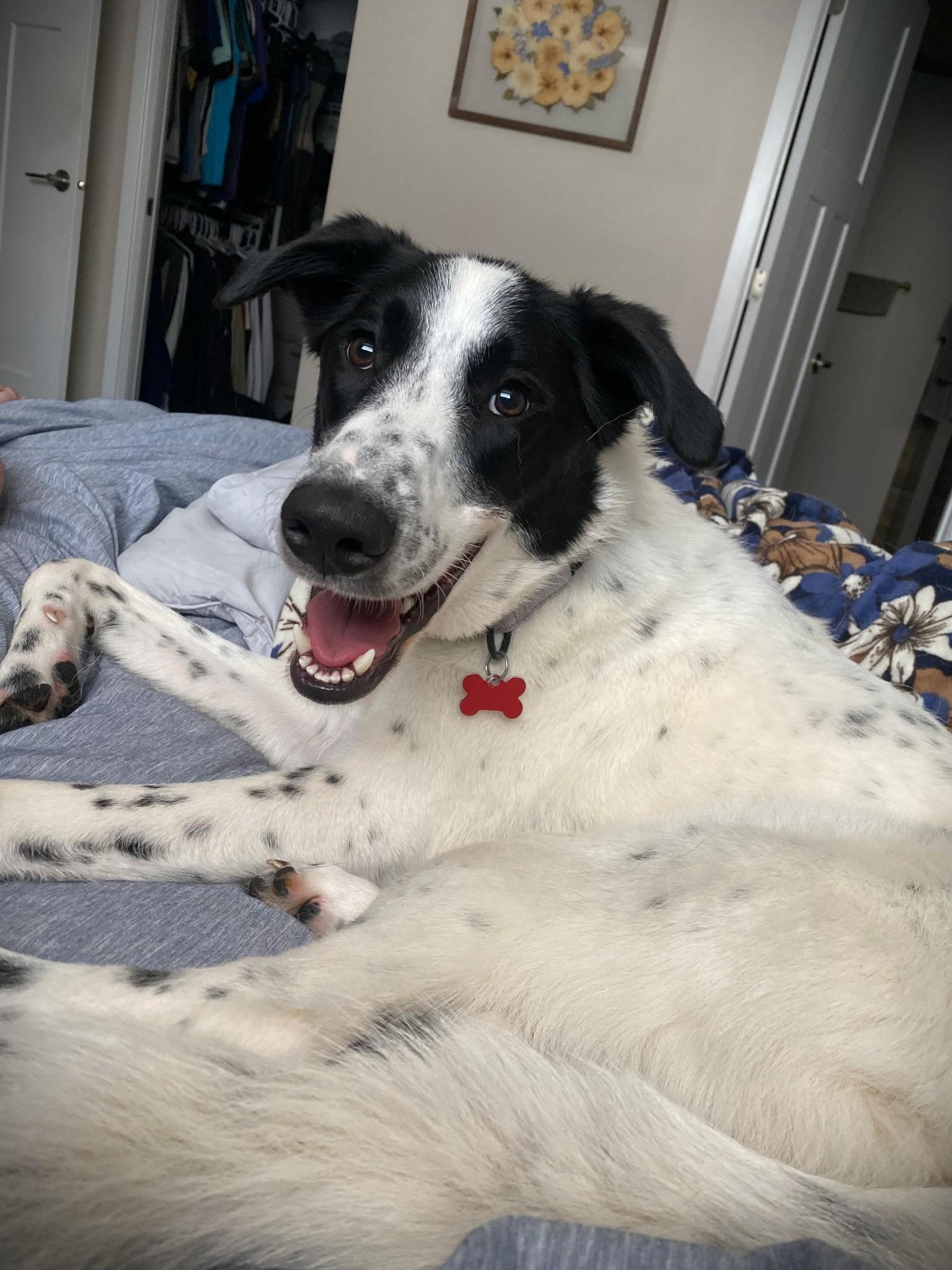 Paul - $250 Adoption Fee, a Adoptable mixed breed in Rochester, MN image 3/6