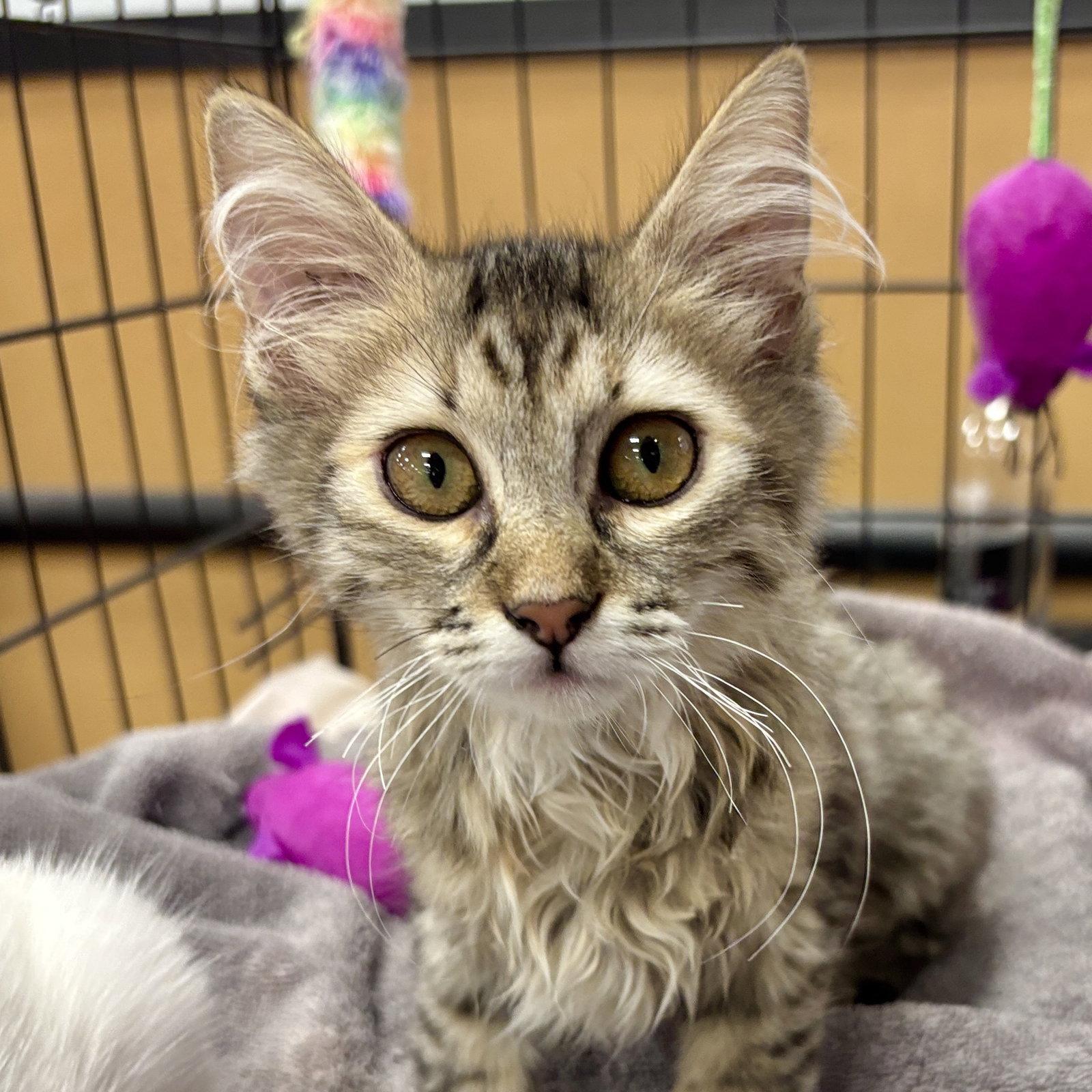 Baba Yaga, Adopted, Kitten Female Domestic Medium Hair.