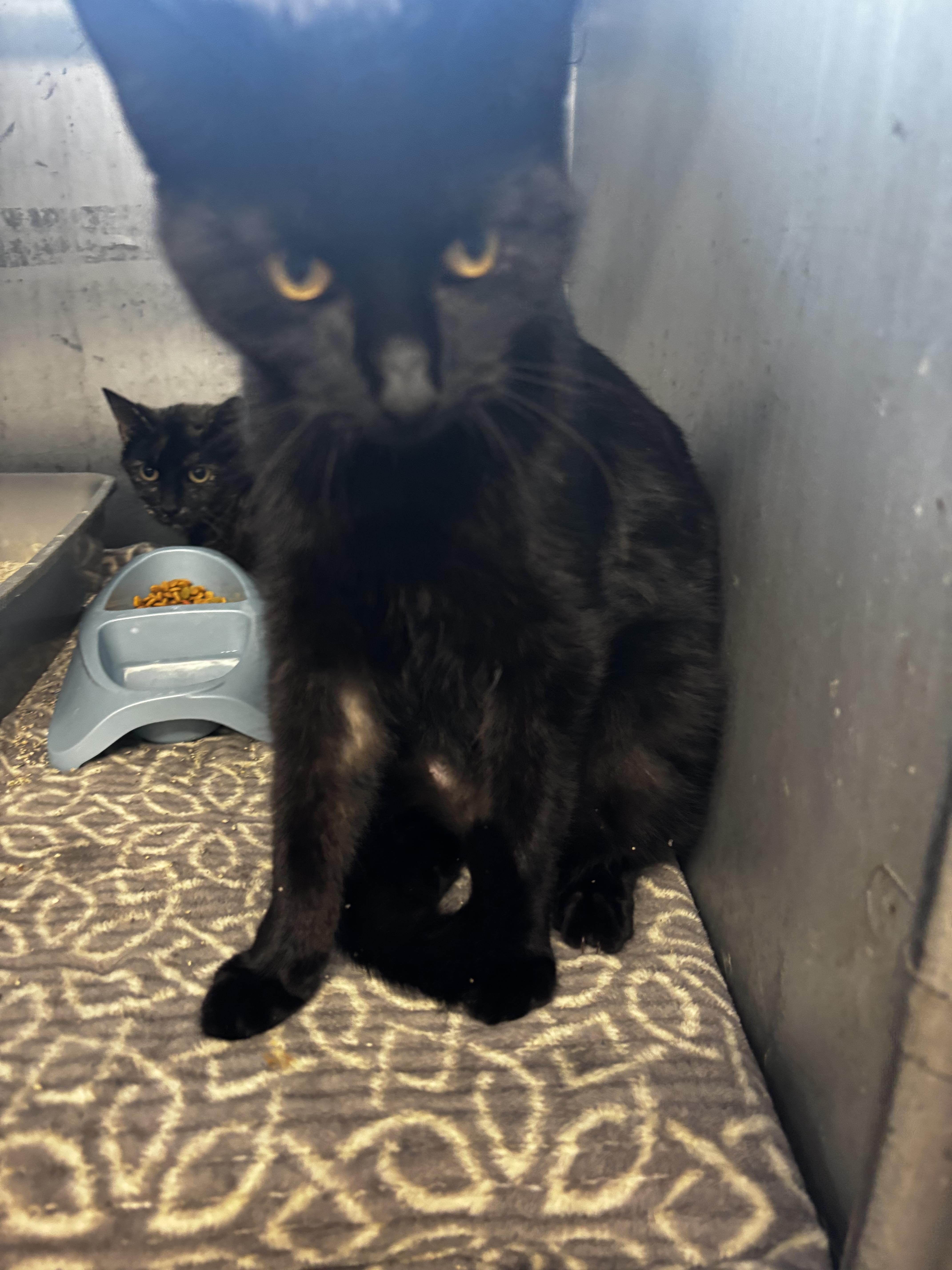 Enlarge Ginger Spice , a ADOPTABLE Domestic Short Hair in Fort Madison, IA image 1/1