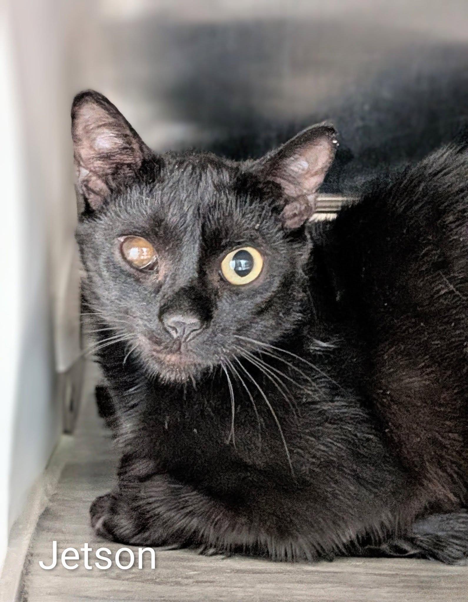 Jetson, ADOPTABLE, Adult Male Domestic Short Hair.