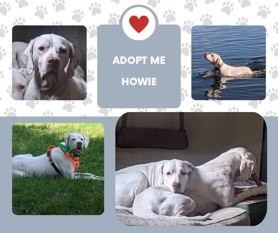 Enlarge Howie (MN), a ADOPTABLE English Pointer in Bridgeton, NJ image 1/1