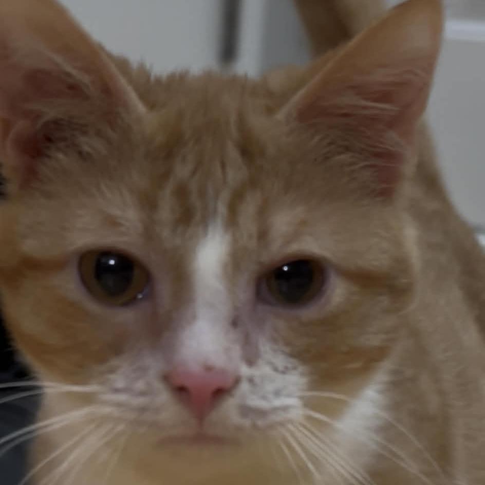 Teal, Adoptable, Young Male Domestic Short Hair.