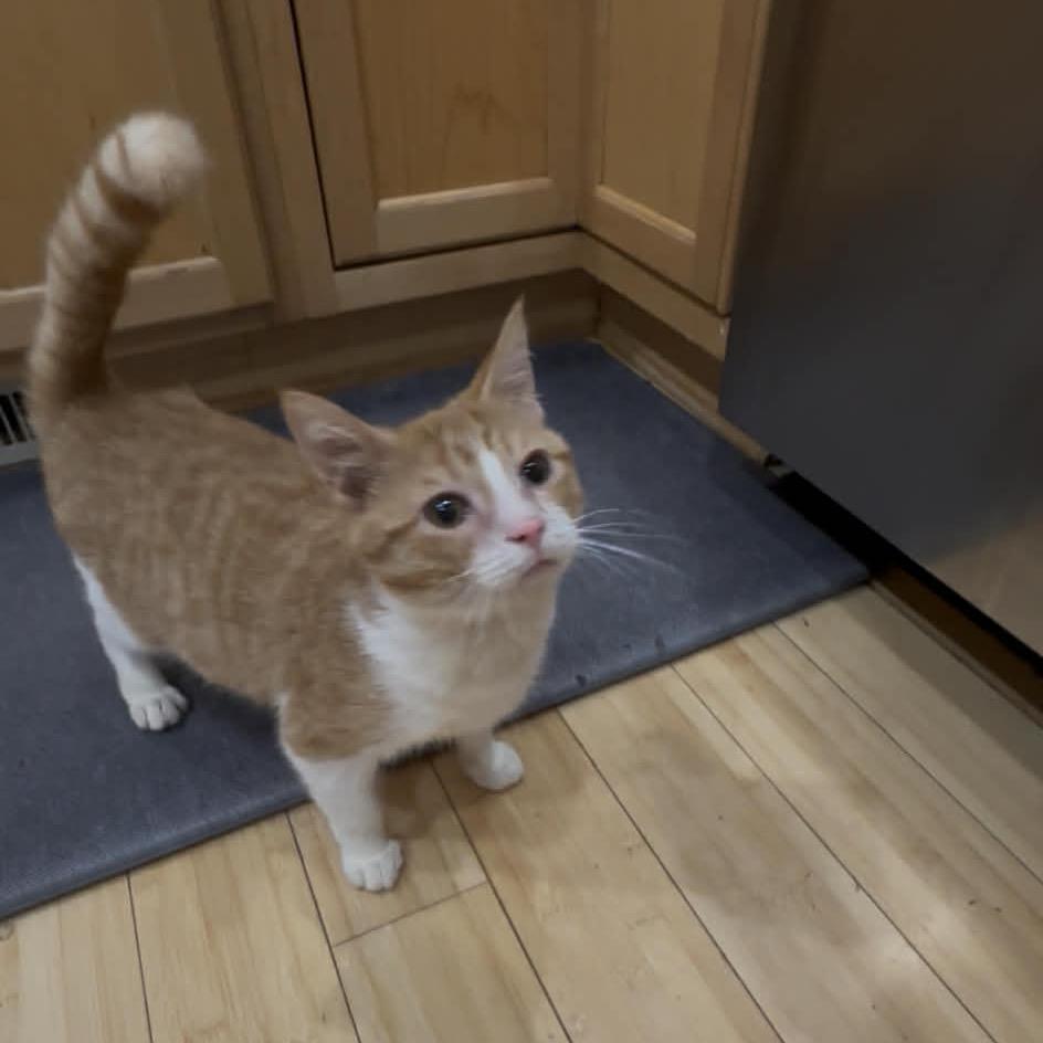 Teal, a Adoptable Domestic Short Hair in West Olive, MI image 2/6