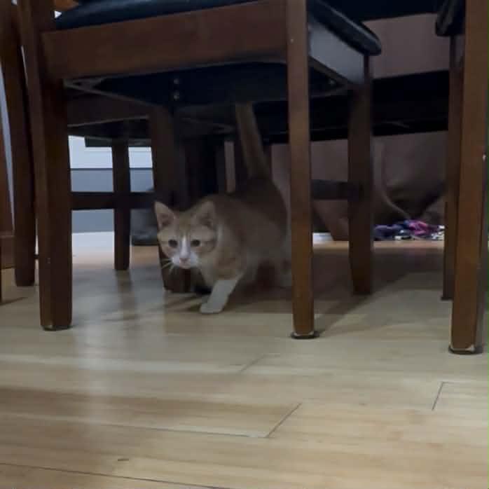 Teal, a Adoptable Domestic Short Hair in West Olive, MI image 3/6