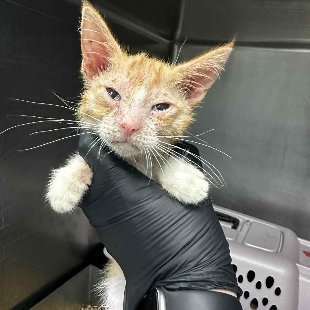 Teal, a Adoptable Domestic Short Hair in West Olive, MI image 5/6