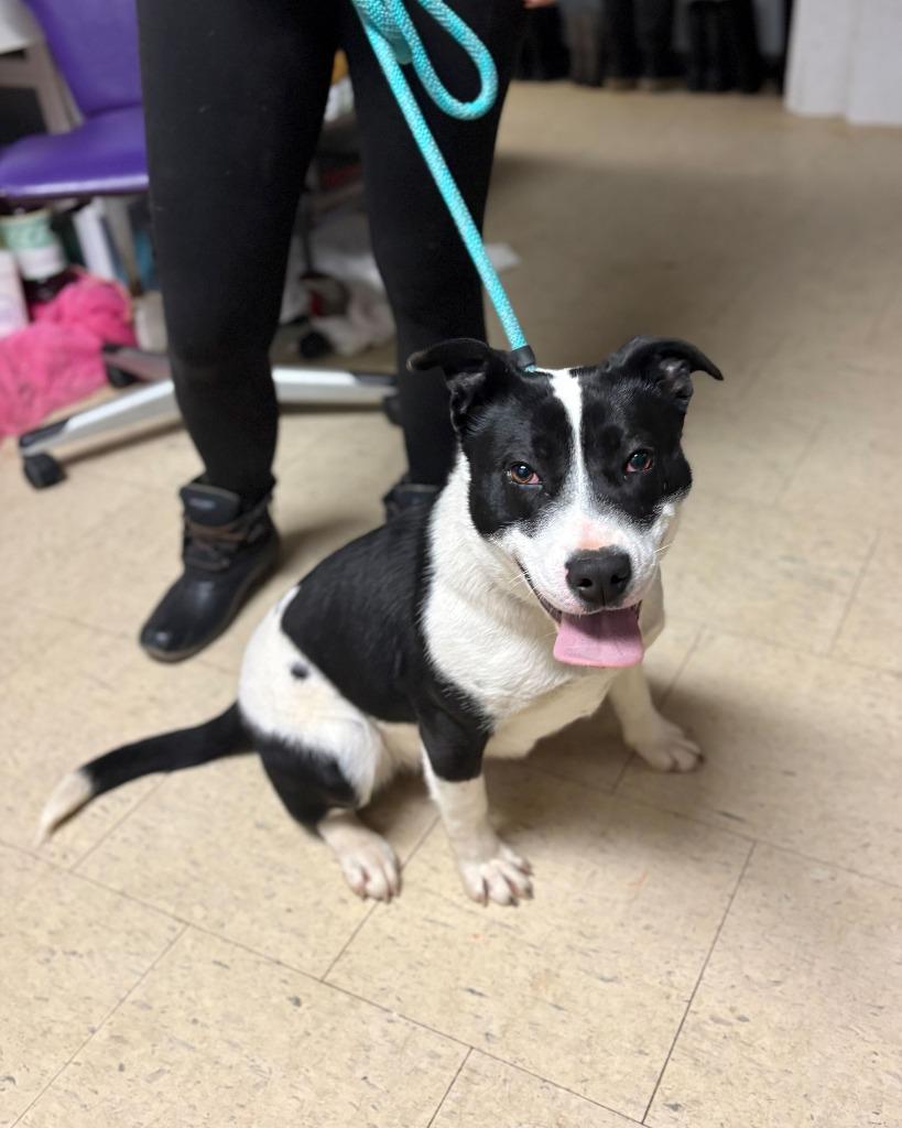 Enlarge Hugs & Kisses, a Adoptable mixed breed in Chillicothe, OH image 1/1