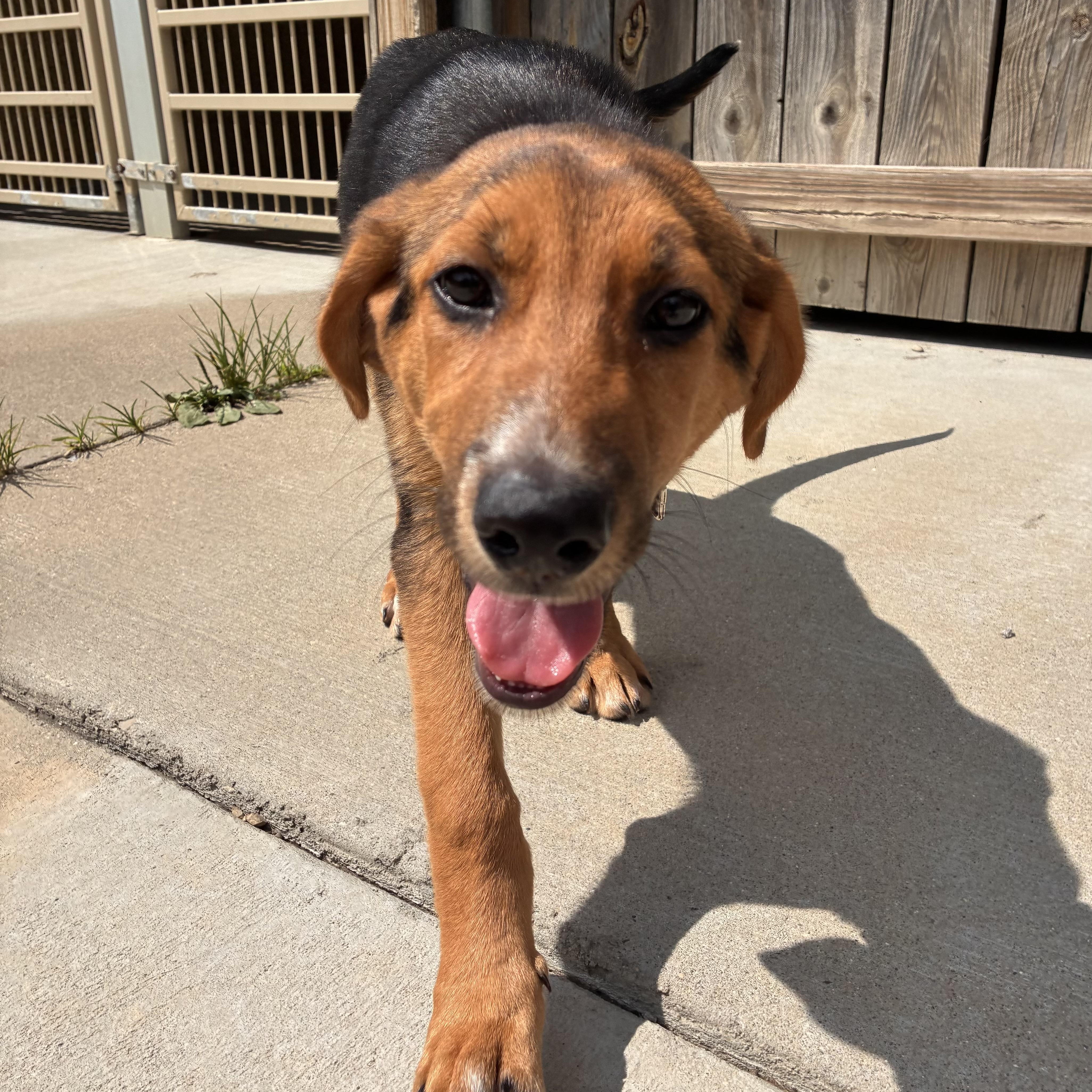 Mousse, an adopted mixed breed in Monroe, OH image 5/6