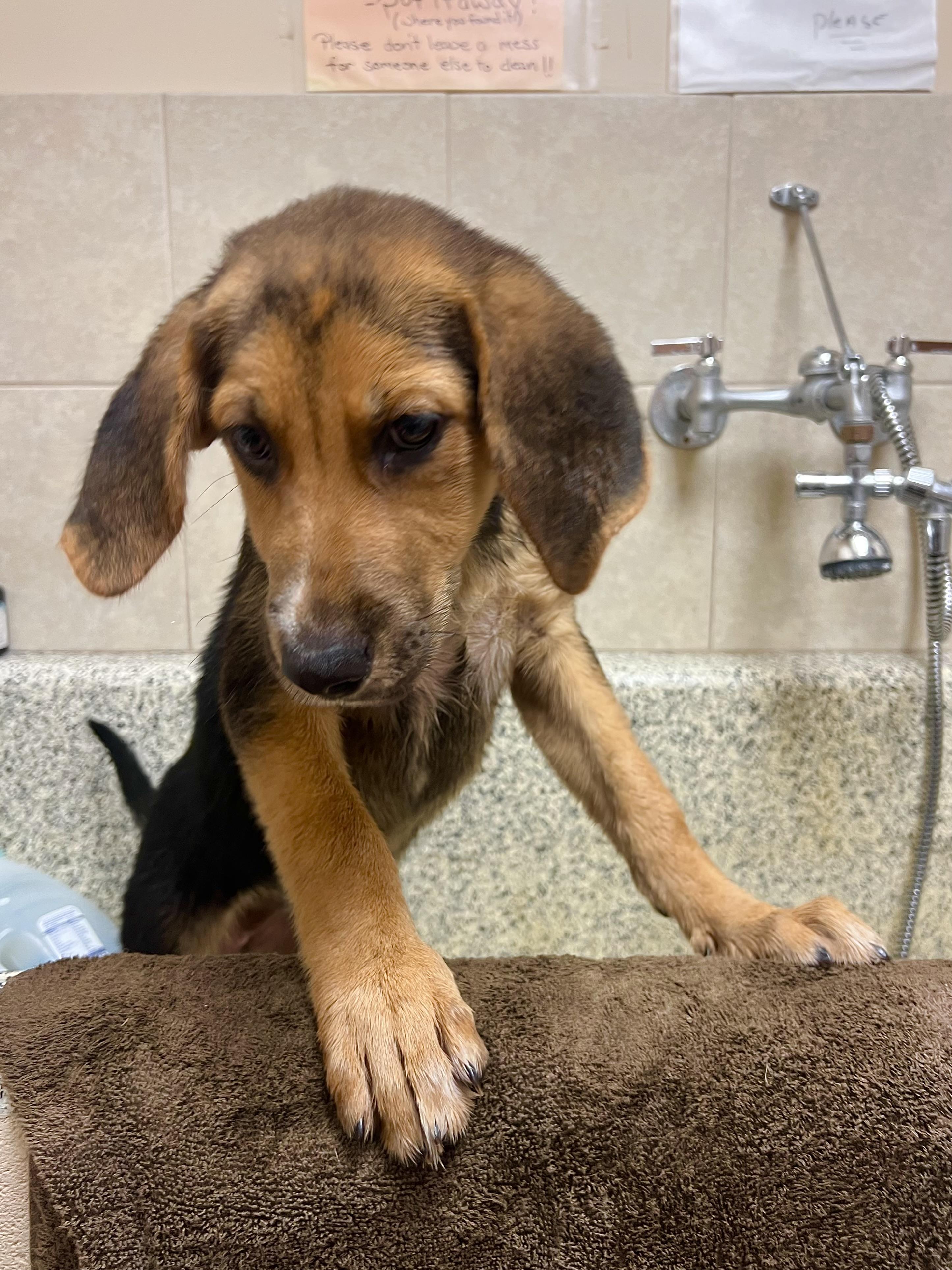 Mousse, an adopted mixed breed in Monroe, OH image 3/6