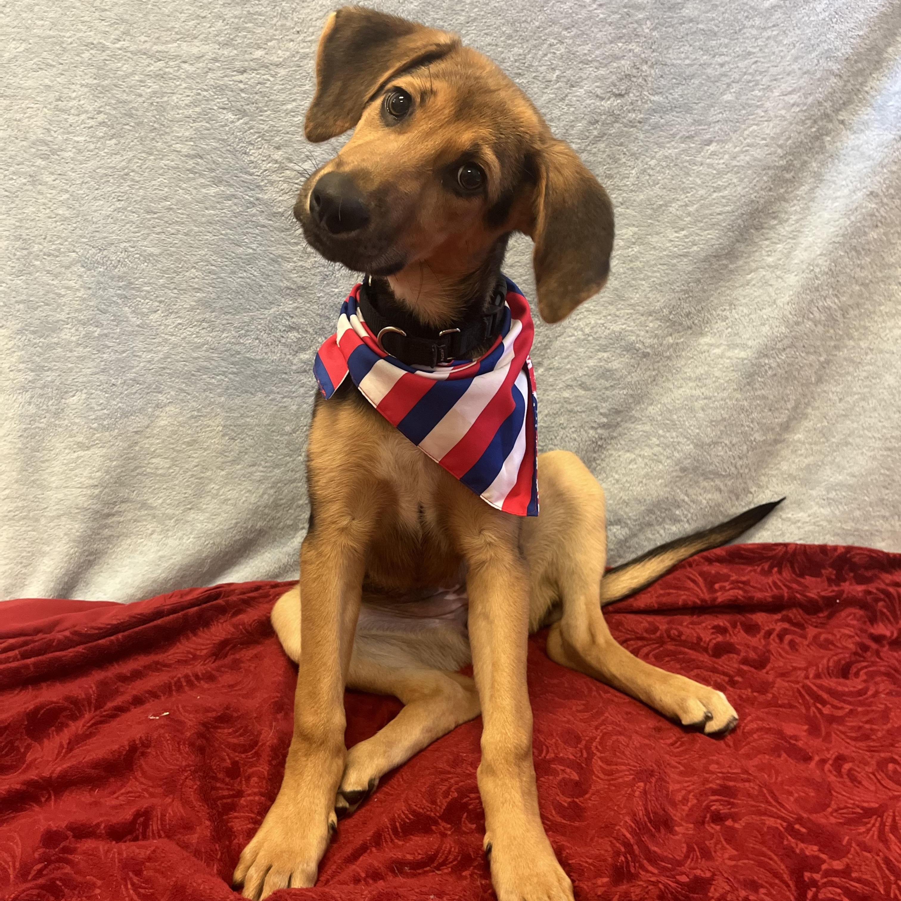 Mousse, adopted, Puppy Male Coonhound.