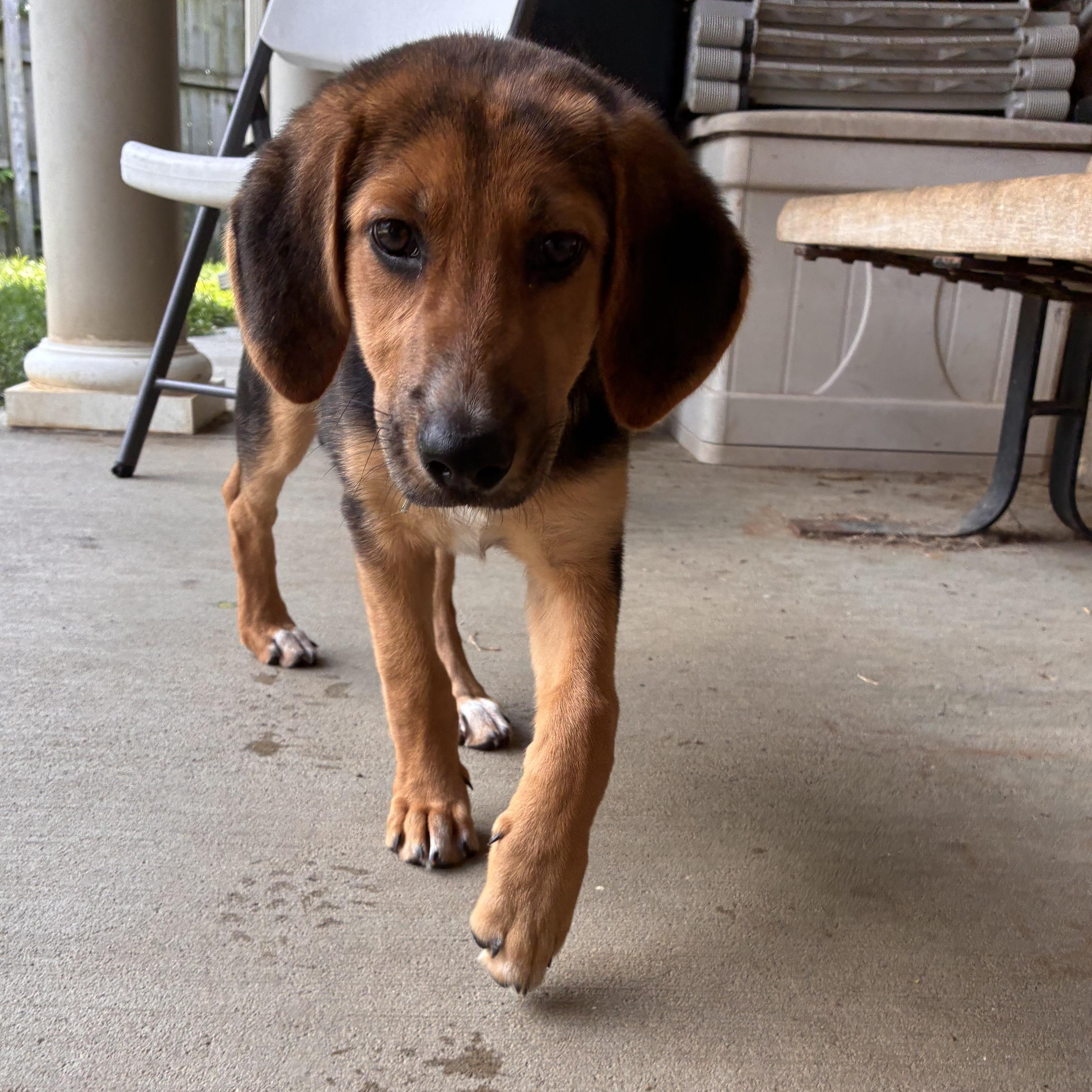 Mousse, an adopted mixed breed in Monroe, OH image 2/6