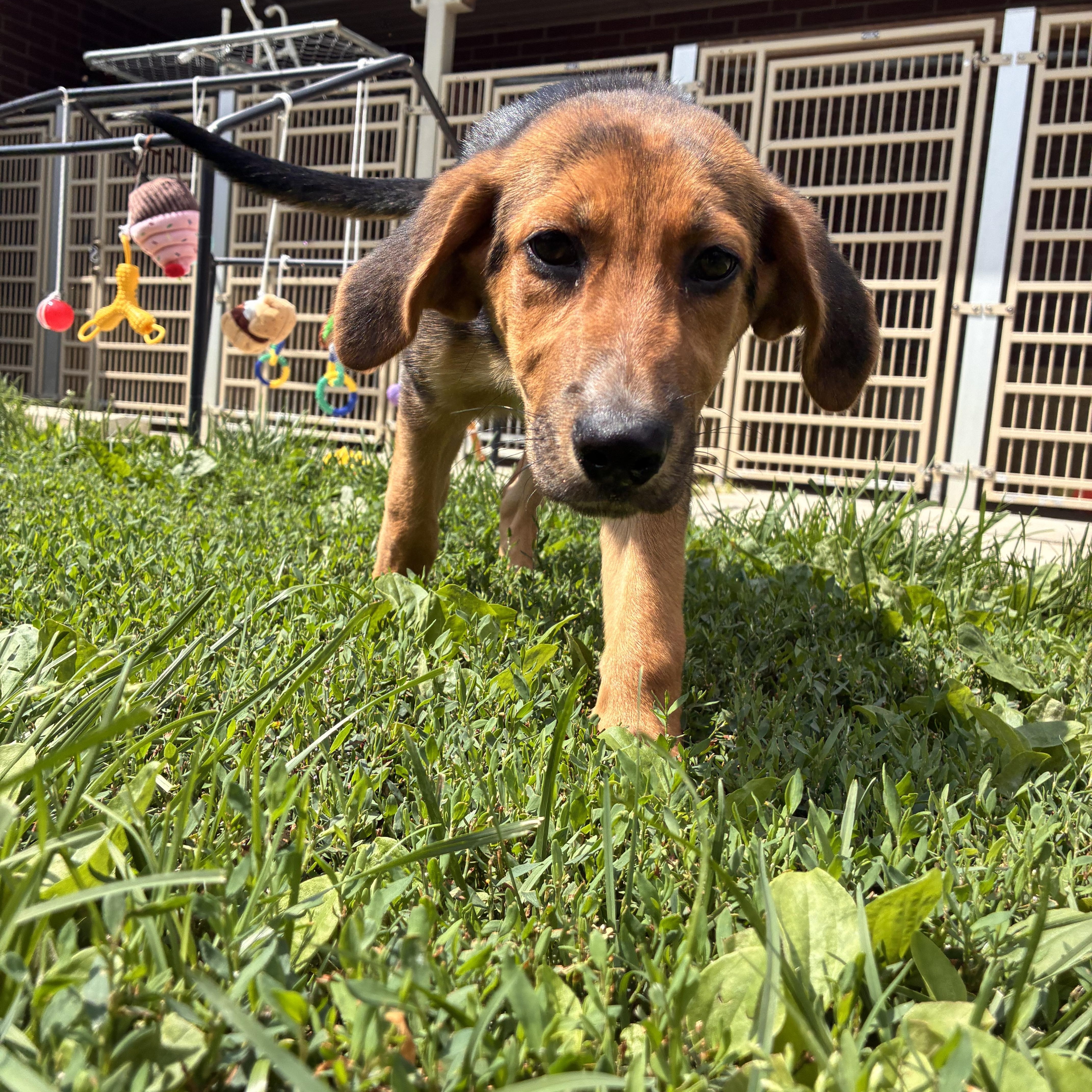 Mousse, an adopted mixed breed in Monroe, OH image 6/6