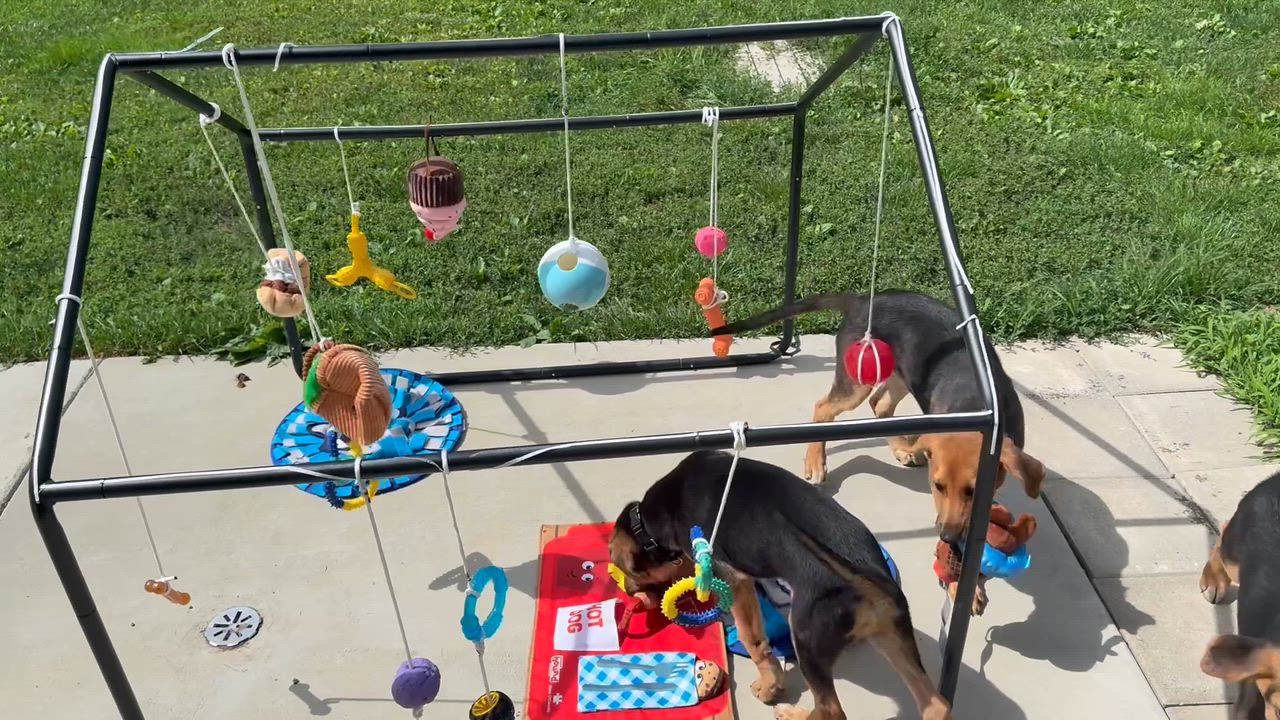 Enlarge Mousse, an adopted mixed breed in Monroe, OH video 4/6