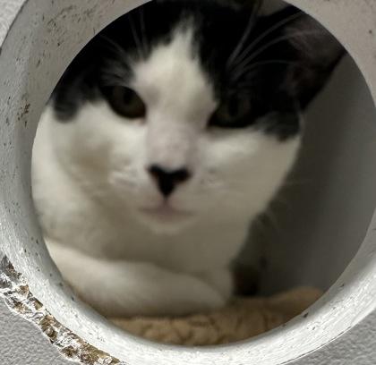 Checkers, Adoptable, Kitten Male Domestic Short Hair & Domestic Short Hair.