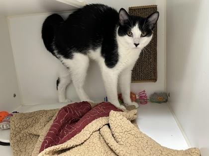 Enlarge Checkers, a Adoptable Domestic Short Hair in Lebec, CA image 3/5