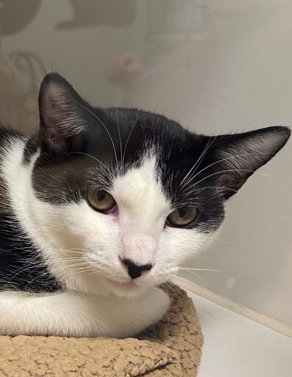 Checkers, a Adoptable Domestic Short Hair in Lebec, CA image 2/3