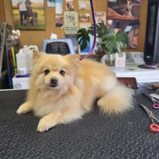Jack Pom, a Adoptable Pomeranian in Tunkhannock, PA image 1/3