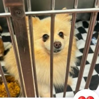 Jack Pom, a Adoptable Pomeranian in Tunkhannock, PA image 2/3