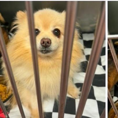 Jack Pom, a Adoptable Pomeranian in Tunkhannock, PA image 3/3