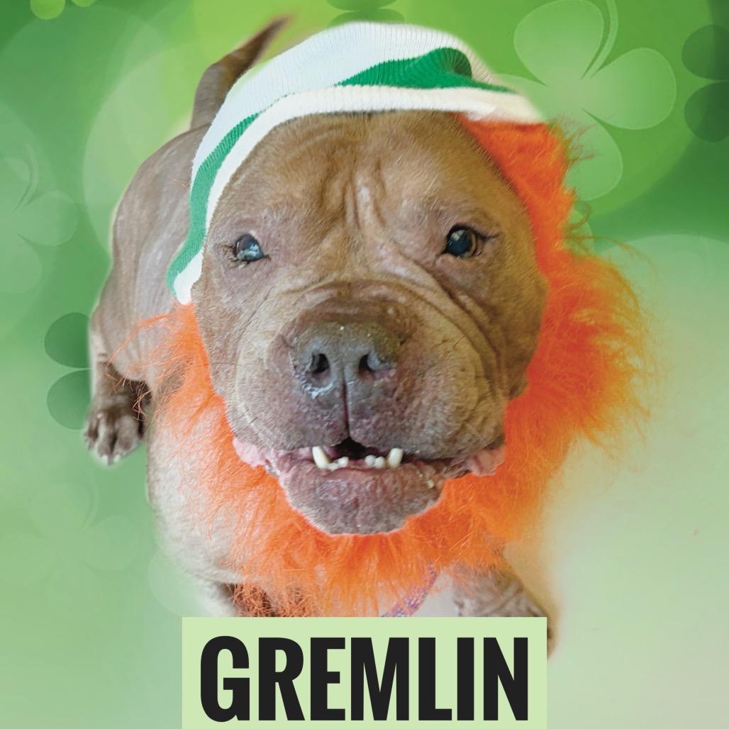 Enlarge "Gremlin", a ADOPTABLE mixed breed in Perkiomenville, PA image 2/4