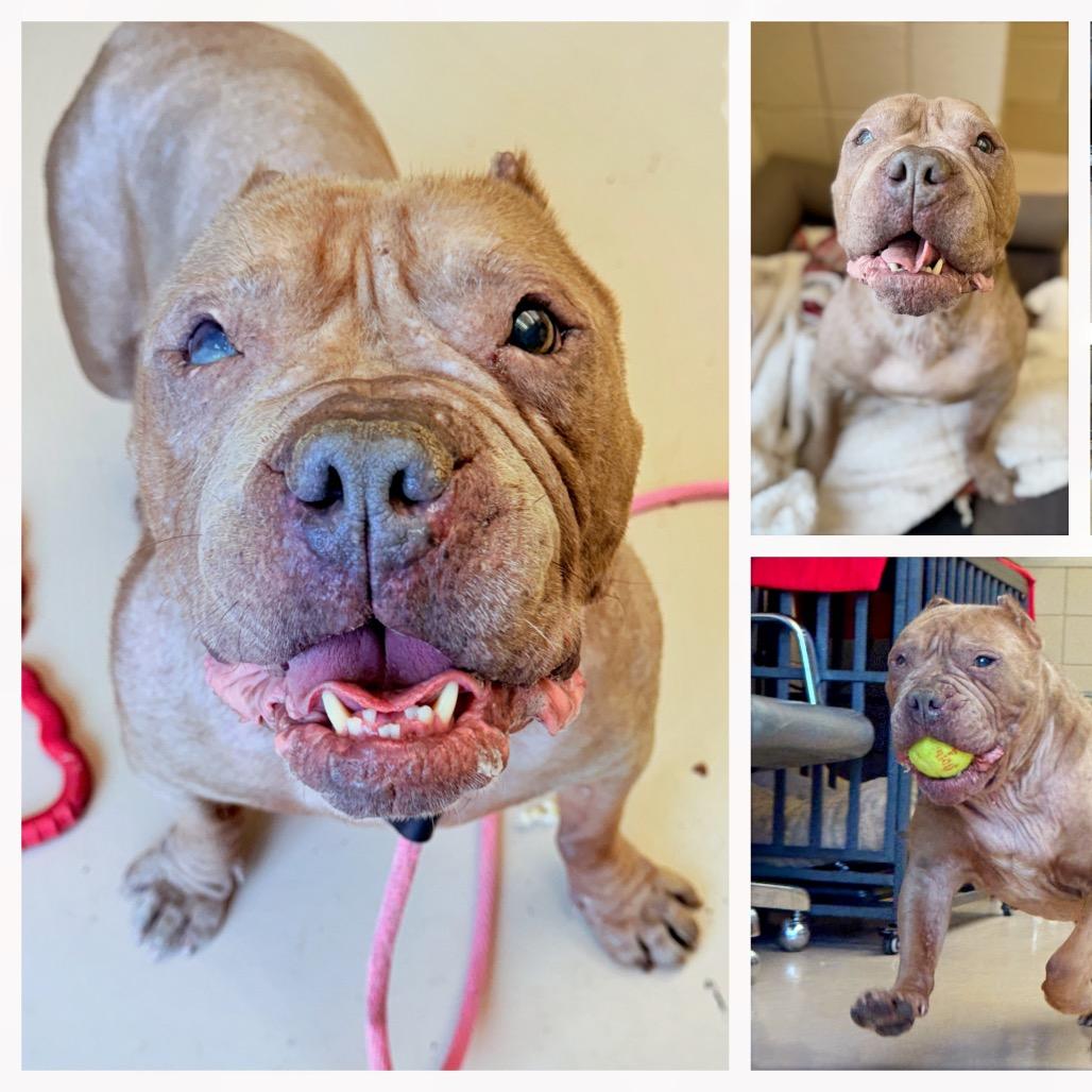 Enlarge "Gremlin", a ADOPTABLE mixed breed in Perkiomenville, PA image 1/4