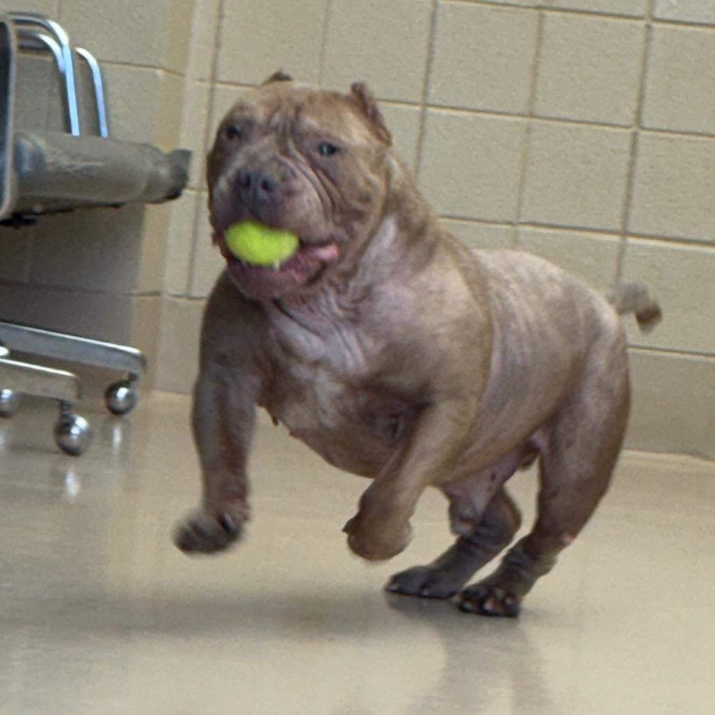 Enlarge "Gremlin", a ADOPTABLE mixed breed in Perkiomenville, PA image 3/4