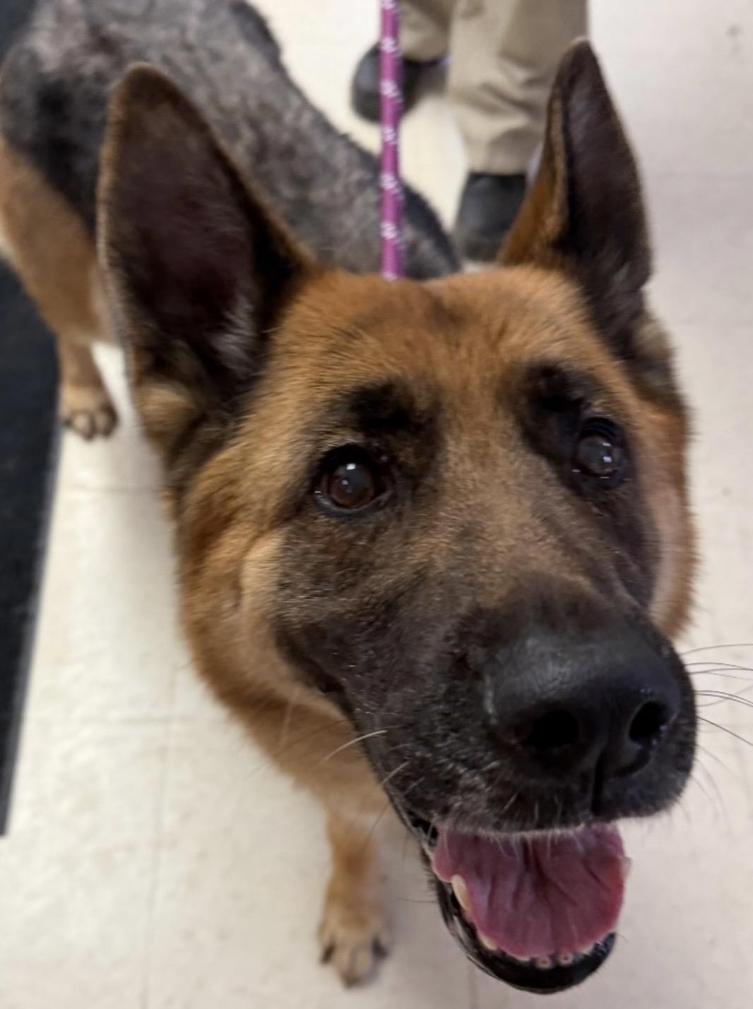 Juliana ADOPTED , adopted, Young Female German Shepherd Dog.