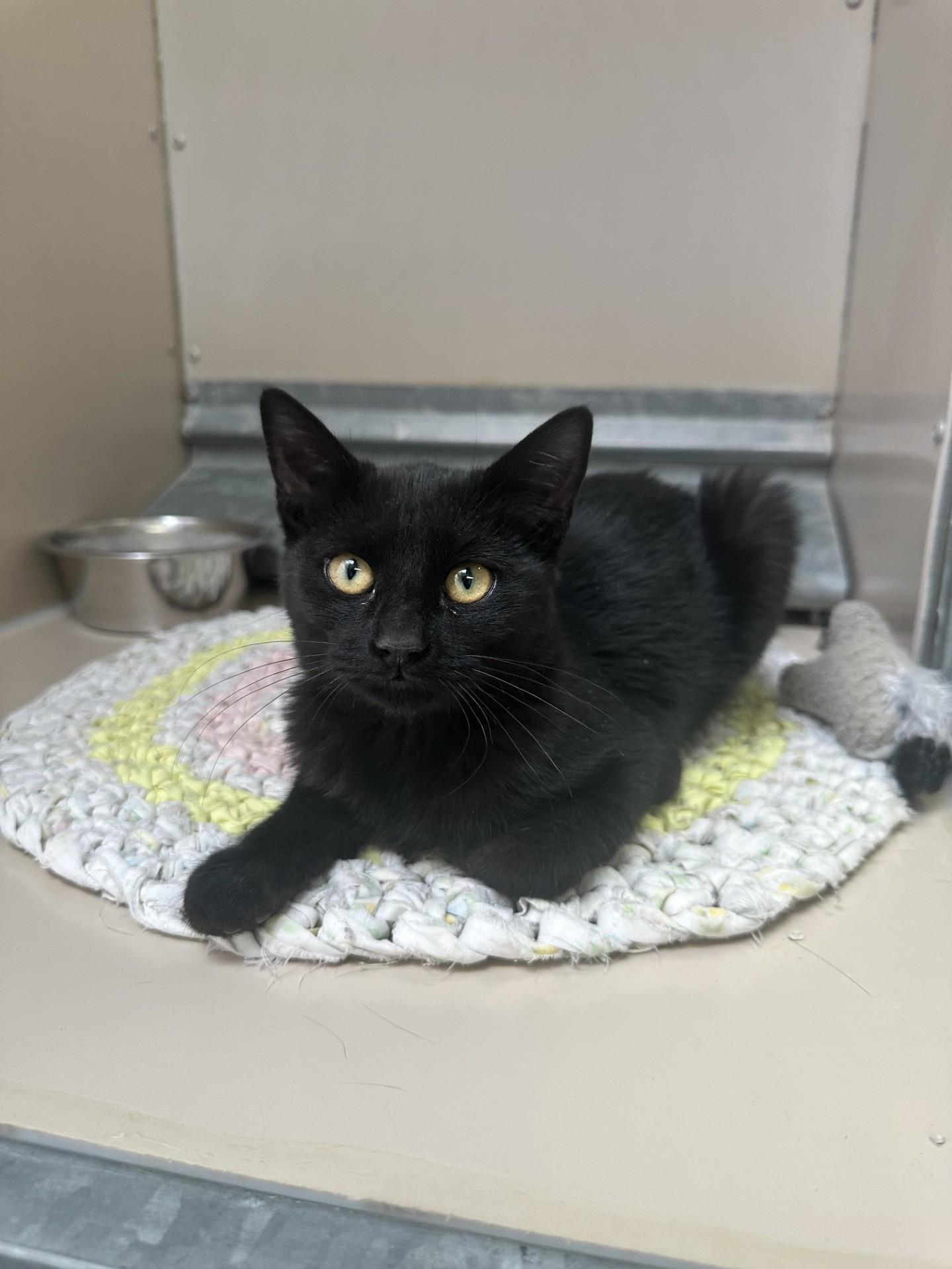 Enlarge 61857261, a Adoptable Domestic Short Hair in Elko, NV image 2/2